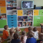 Pszczółki oglądają film edukacyjny o gwiazdonosie amerykańskim